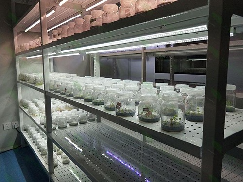 秀山植物组织培养实验室设计建设方案